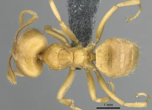 Paraparatrechina weissi specimen CASENT0906211 image casent0906211_1