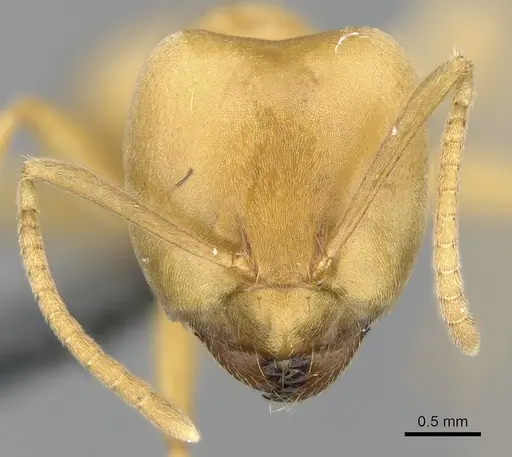 Paraparatrechina weissi specimen CASENT0906211 image casent0906211_2