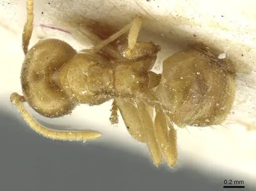 Paraparatrechina weissi specimen CASENT0912317 image casent0912317_1