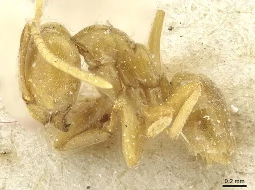 Paraparatrechina weissi specimen CASENT0912317 image casent0912317_3