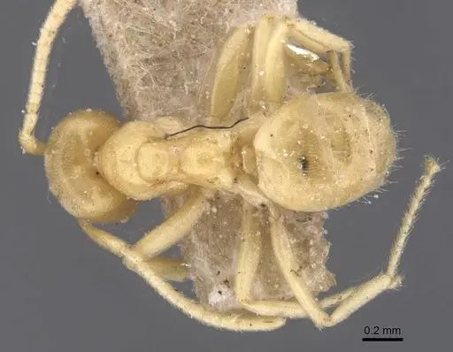 Paraparatrechina weissi specimen CASENT0912320 image casent0912320_1