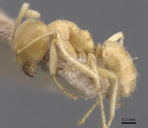 Paraparatrechina weissi specimen CASENT0912320 image casent0912320_3