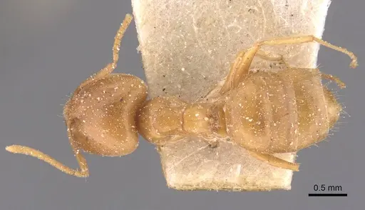 Paraparatrechina weissi specimen CASENT0912328 image casent0912328_1