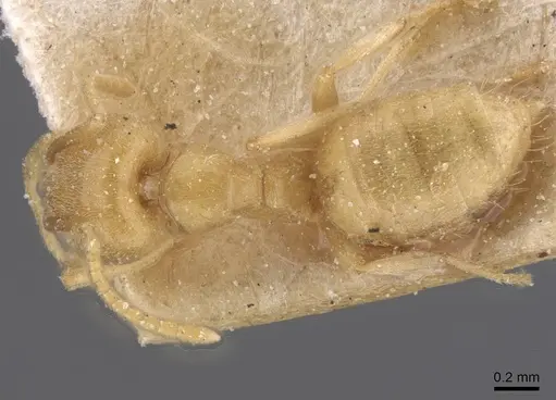 Paraparatrechina weissi specimen CASENT0912329 image casent0912329_1