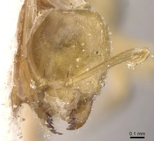 Paraparatrechina weissi specimen CASENT0912330 image casent0912330_2
