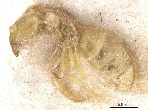 Paraparatrechina weissi specimen CASENT0912330 image casent0912330_3