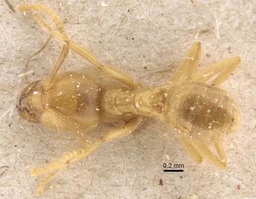 Paraparatrechina weissi specimen CASENT0917866 image casent0917866_1