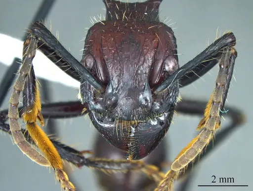 Paraponera clavata specimen ANTWEB1041410 image antweb1041410_1