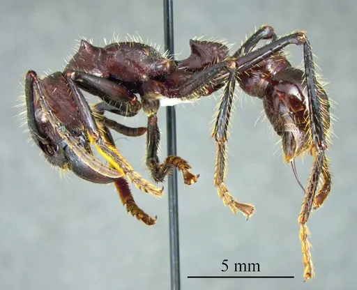 Paraponera clavata specimen ANTWEB1041410 image antweb1041410_2