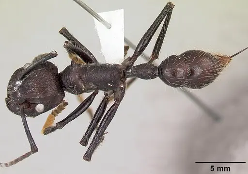 Paraponera clavata specimen CASENT0003165 image casent0003165_1