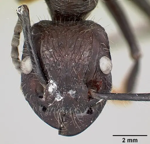 Paraponera clavata specimen CASENT0003165 image casent0003165_2