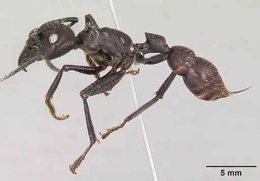 Paraponera clavata specimen CASENT0003165 image casent0003165_3