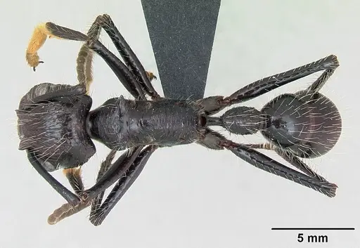 Paraponera clavata specimen CASENT0006789 image casent0006789_1