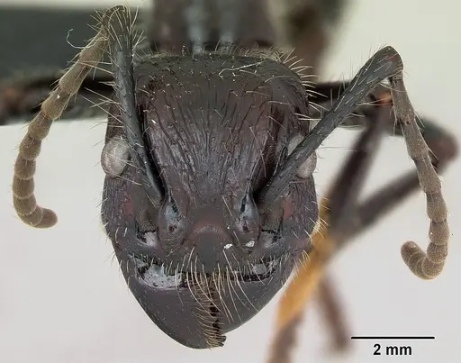 Paraponera clavata specimen CASENT0006789 image casent0006789_2