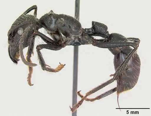 Paraponera clavata specimen CASENT0006789 image casent0006789_3