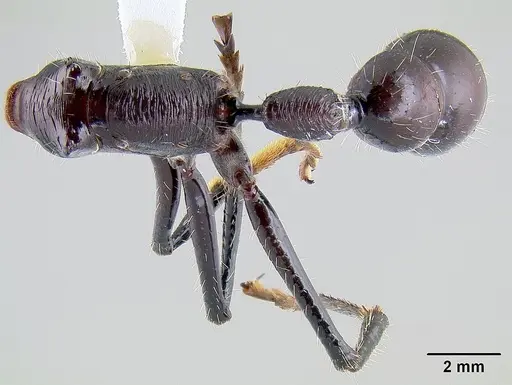 Paraponera clavata specimen CASENT0106092 image casent0106092_1