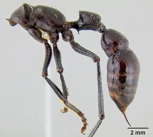 Paraponera clavata specimen CASENT0106092 image casent0106092_3