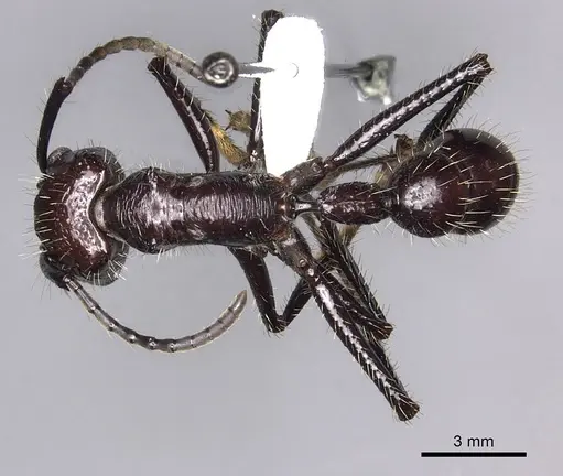 Paraponera clavata specimen CASENT0260470 image casent0260470_1