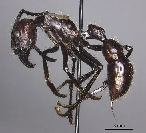 Paraponera clavata specimen CASENT0260470 image casent0260470_3