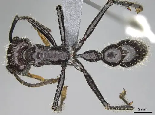 Paraponera clavata specimen CASENT0370946 image casent0370946_1