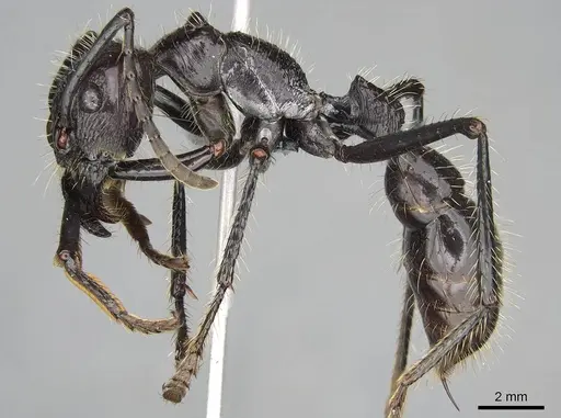 Paraponera clavata specimen CASENT0370946 image casent0370946_3