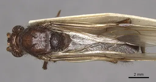 Paraponera clavata specimen CASENT0902407 image casent0902407_1
