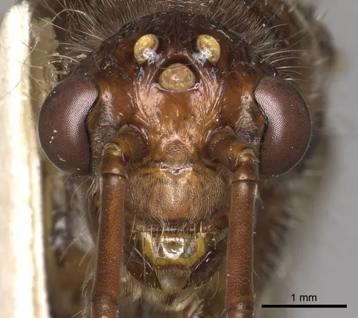 Paraponera clavata specimen CASENT0902407 image casent0902407_2