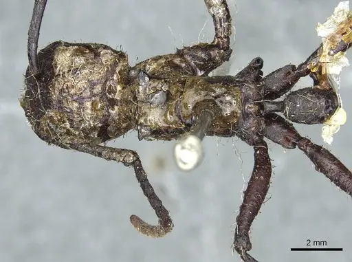 Paraponera clavata specimen CASENT0913717 image casent0913717_1