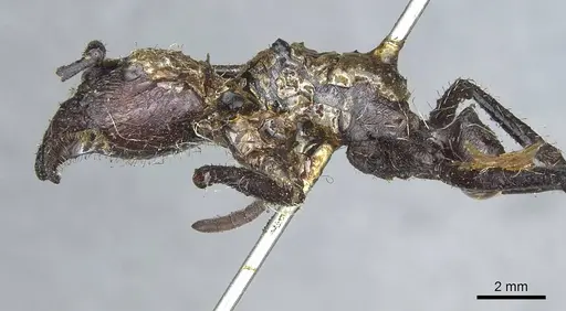 Paraponera clavata specimen CASENT0913717 image casent0913717_3