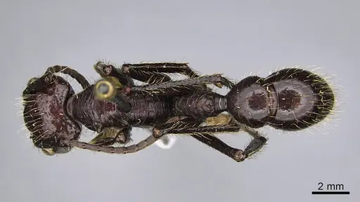Paraponera clavata specimen CASENT0923638 image casent0923638_1