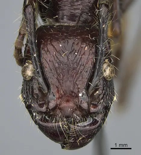 Paraponera clavata specimen CASENT0923638 image casent0923638_2