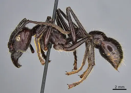 Paraponera clavata specimen CASENT0923638 image casent0923638_3