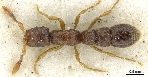 Parasyscia afer specimen CASENT0902712 image casent0902712_1