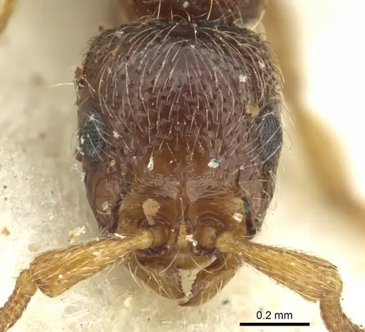 Parasyscia afer specimen CASENT0902712 image casent0902712_2