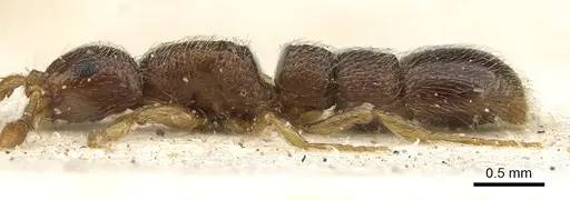 Parasyscia afer specimen CASENT0902712 image casent0902712_3