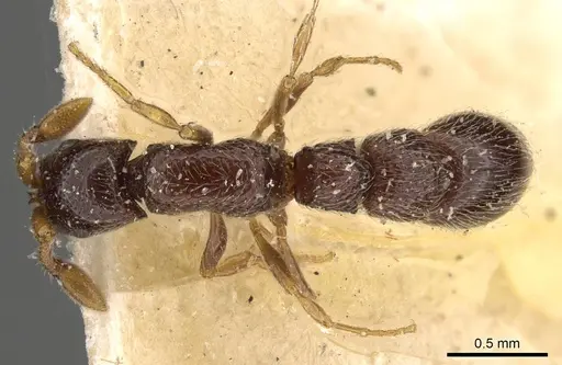 Parasyscia afer specimen CASENT0907047 image casent0907047_1