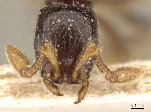 Parasyscia afer specimen CASENT0907047 image casent0907047_2