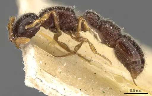 Parasyscia afer specimen CASENT0907047 image casent0907047_3