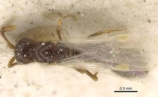 Parasyscia afer specimen CASENT0922425 image casent0922425_1