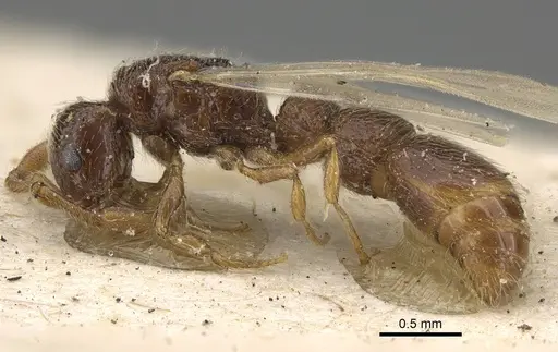 Parasyscia afer specimen CASENT0922425 image casent0922425_3