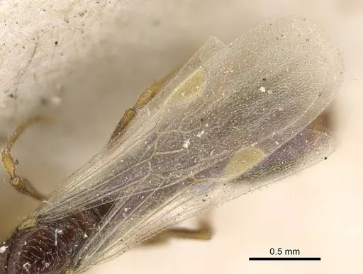 Parasyscia afer specimen CASENT0922425 image casent0922425_4