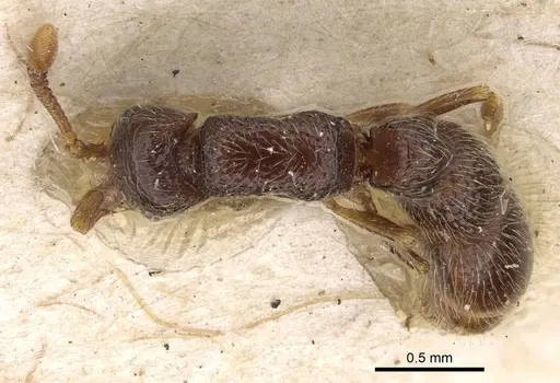 Parasyscia afer specimen CASENT0922457 image casent0922457_1