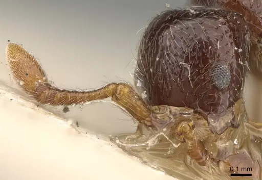 Parasyscia afer specimen CASENT0922457 image casent0922457_2