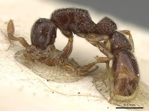 Parasyscia afer specimen CASENT0922457 image casent0922457_3