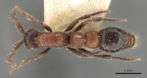Parasyscia aitkenii specimen CASENT0907048 image casent0907048_1