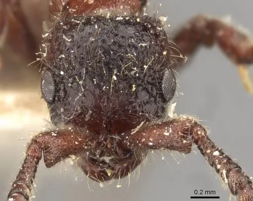Parasyscia aitkenii specimen CASENT0907048 image casent0907048_2