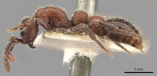 Parasyscia aitkenii specimen CASENT0907048 image casent0907048_3