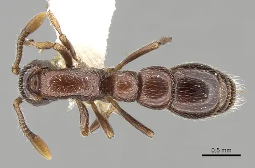Parasyscia arnoldi specimen CASENT0281974 image casent0281974_1