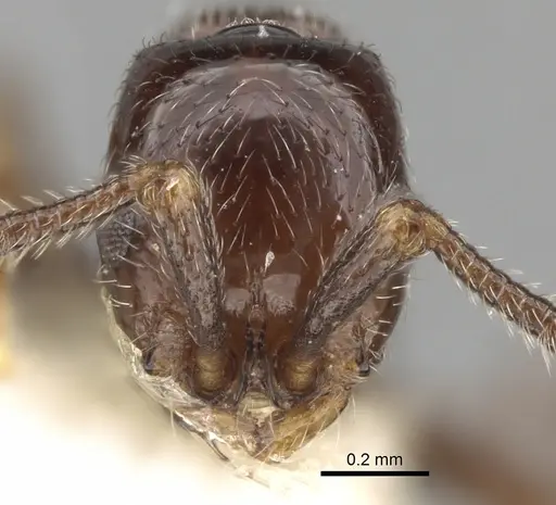 Parasyscia arnoldi specimen CASENT0281974 image casent0281974_2