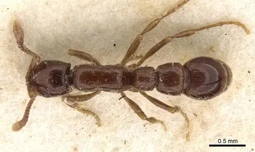 Parasyscia arnoldi specimen CASENT0907049 image casent0907049_1
